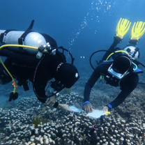 Reef Check Substrate ID Survey