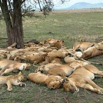 lions