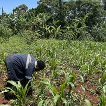 Planting of trees for the community 