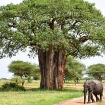 tarangire elephant