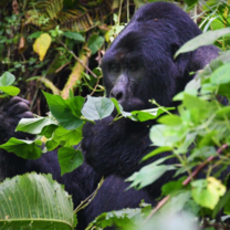 Bwindi Gorilla Trekking Exercise on 10 Days Ultimate Uganda Wildlife,Gorillas and Cultural Adventure