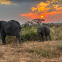 Sunset Wildlife Viewing Experience at Murchison Falls National Park