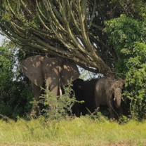 Beautiful View of African Elephants resting at Queen Elizabeth National Park