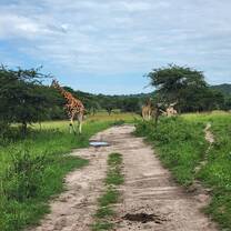 Giraffes at Lake Mbur National Park