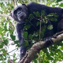 Chimpanzee Tracking Exercise at Kibale Forest National Park