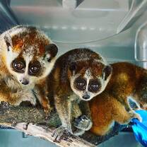 Wildlife conservation Laos