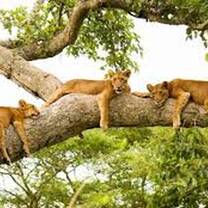 Queen Elizabeth National Park Rare Tree Climbing Lions encountered on the 10 Days Ultimate Uganda Wildlife,Gorillas and Cultural Adventure