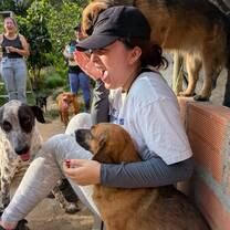 Voluntours Colombia - Dog & Cat Volunteering