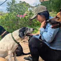 Voluntours Colombia - Volunteer with rescued street dogs