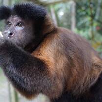 Voluntours Colombia - Wildlife projects
