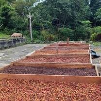 Coffee farm 