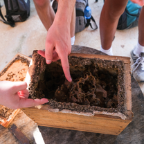 Maya Bees
