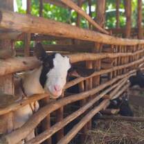 We keep domestic animals at home  . They help in manure to maintain the soil fertility , milk and meat and also boost economy )