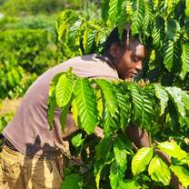 Planting coffee also supports the environment in rainfall formation hence economic development 