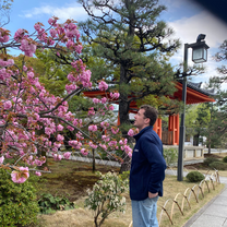 Man looking at a cherry blossom tree