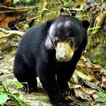 A Bornean sun bear in the rainforest at a conservation project in Malaysia