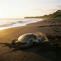 Olive ridley sea turtle on the at Ostional Wildlife Refuge Costa Rica