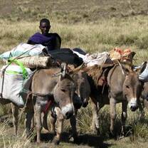 experiencing Maasai culture and community life in Loita.