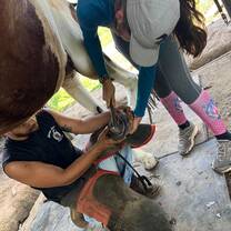 Explore equine health and veterinary practices through demonstrations and hands-on learning opportunities with experienced professionals.