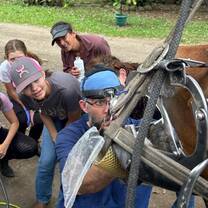 Explore equine health and veterinary practices through demonstrations and hands-on learning opportunities with experienced professionals.