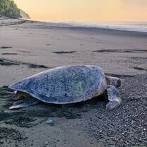 Green sea turtle crawling back to the ocean at dawn on a Pacific beach in Costa Rica