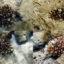our corals growing