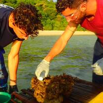 volunteer planting corals