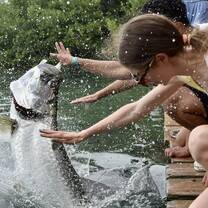 A fish jumping out of the water near some people on a boardwalk.