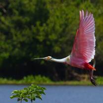 Bird Watching