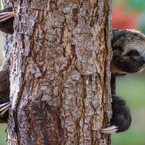 Sloth on trails