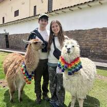 Llamas in Cusco