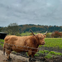 Highland Cows