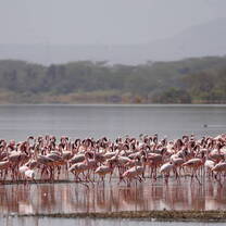 Flamingos at Lake Elementaita, Kenya
