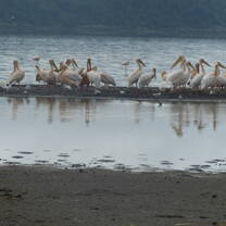 Pelicans at Lake Elementaita, Kenya