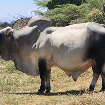 Borana Bull