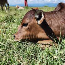 Borana Calf