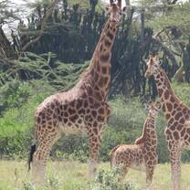 Nubian giraffe at Soysambu Conservancy, Kenya