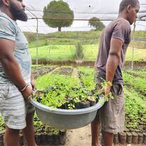 Reforestation 