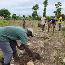 Reforestation 
