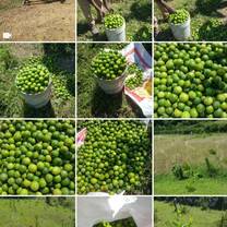 Agriculture