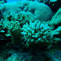 Corals