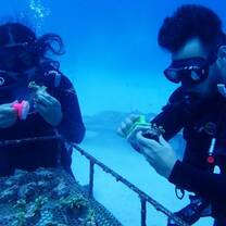 Diving Ocean Turtle Costal Project