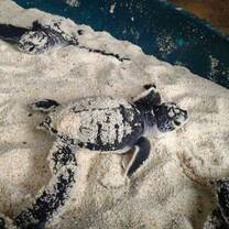 Turtle 