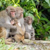 Macaque family