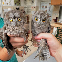 Vetinary medicine and wildlife conservation in Europe