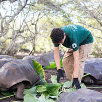 A volunteer wearing gloves and a green shirt bends down to lay fresh foliage on the ground to feed giant tortoises.