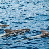 Short-Finned Pilot Whales breaking the surface in deep blue ocean water