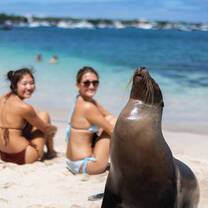 A close-up of a sea lion sitting on a sandy beach with its nose tilted toward the sky, while two women in bikinis sit in the background near the ocean.