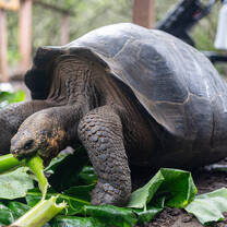 A giant tortoise takes a bite out of a thick green plant stem from a pile of fresh leaves on the ground.