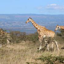 Giraffe 